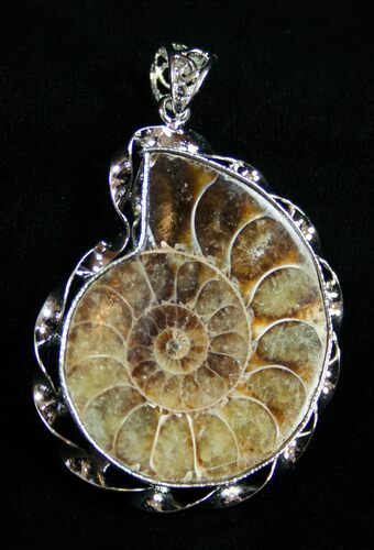 Whole Polished Ammonite Pendant #1856